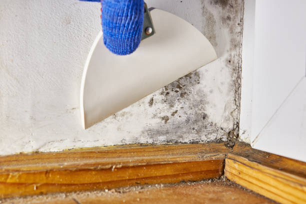 Best Asbestos and Lead Testing During Mold Inspection  in Richland, GA